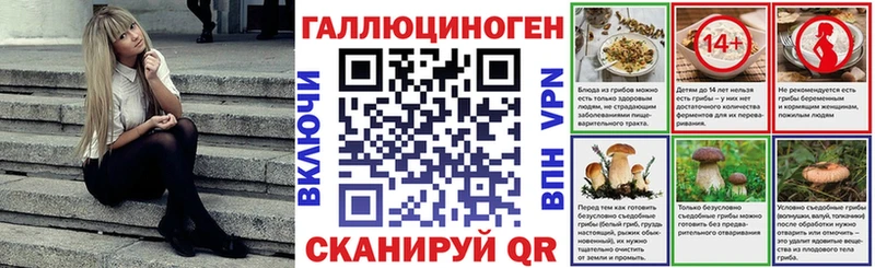 закладка  Новая Ладога  Галлюциногенные грибы Psilocybe 
